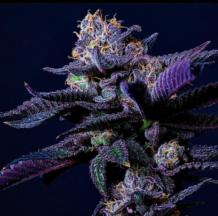 Clones
Honolulu Blue 
THC 
HYBRID
TIKI CUTS 
