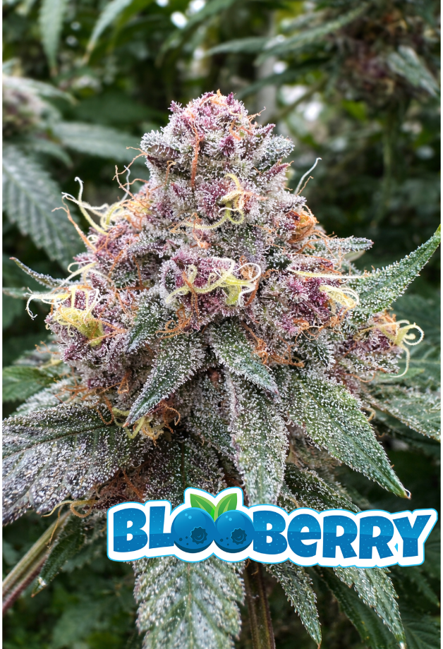 A close-up of a cannabis flower bud covered in frosty white trichomes, with green leaves and purple-pink pistils. The word 'BLOBBERRY' appears in large blue outlined text at the bottom.