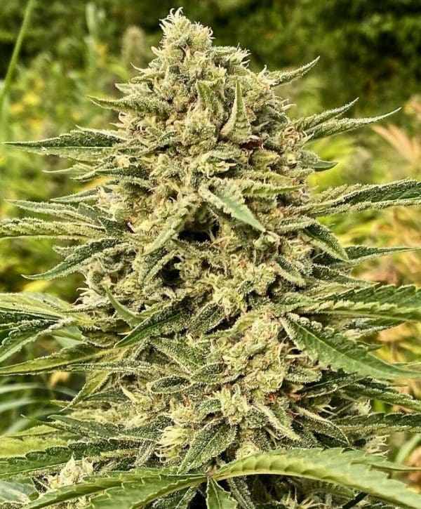 Blue Dream Clone (Sativa Dominant)