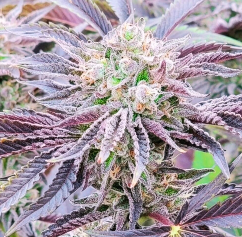 Close-up of a cannabis plant bud with dark purplish-brown leaves covered in fine white trichome crystals.