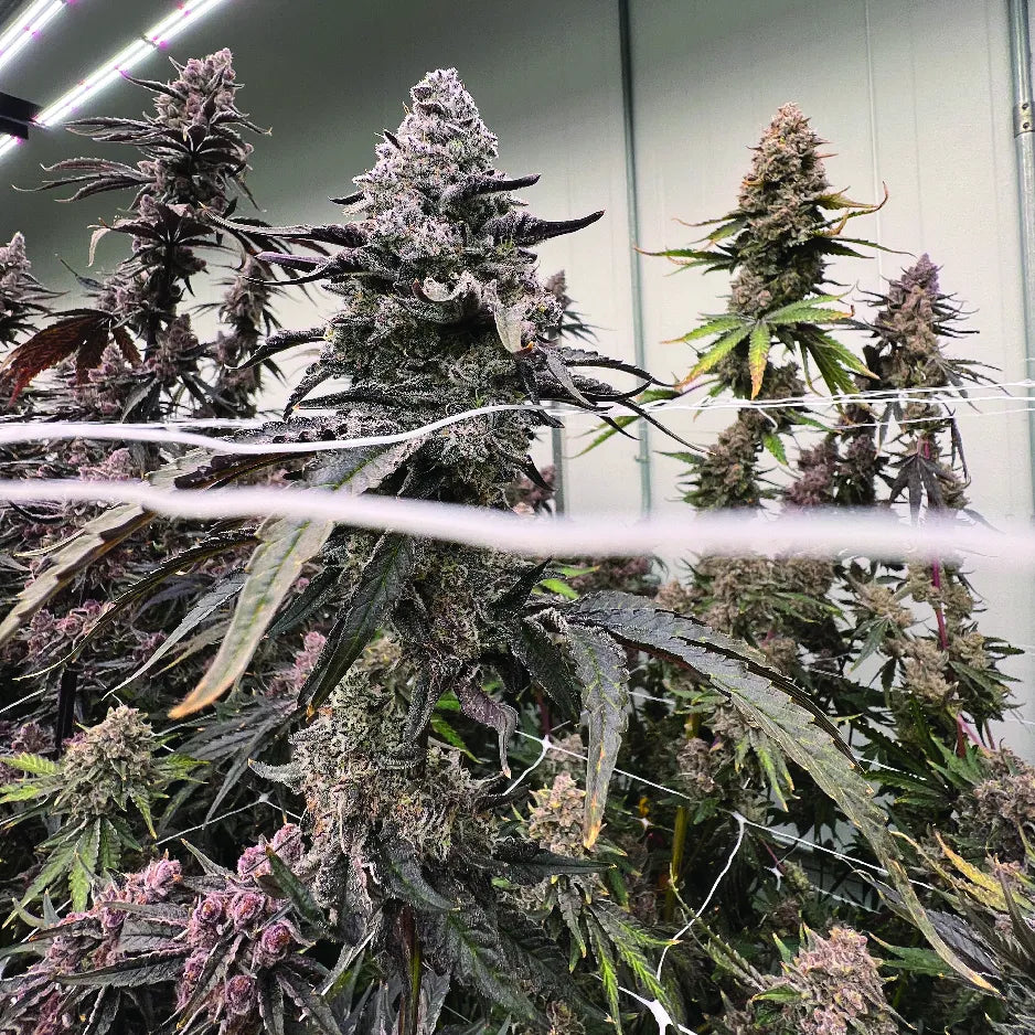 Blueberry Sugar Clone (Indica Dominant)