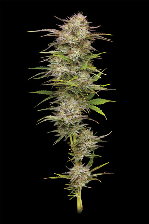 California Haze Clone (Sativa Dominant)