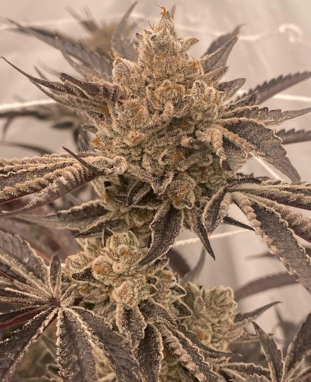 Cherry Pop Tart Clone (Sativa Dominant)