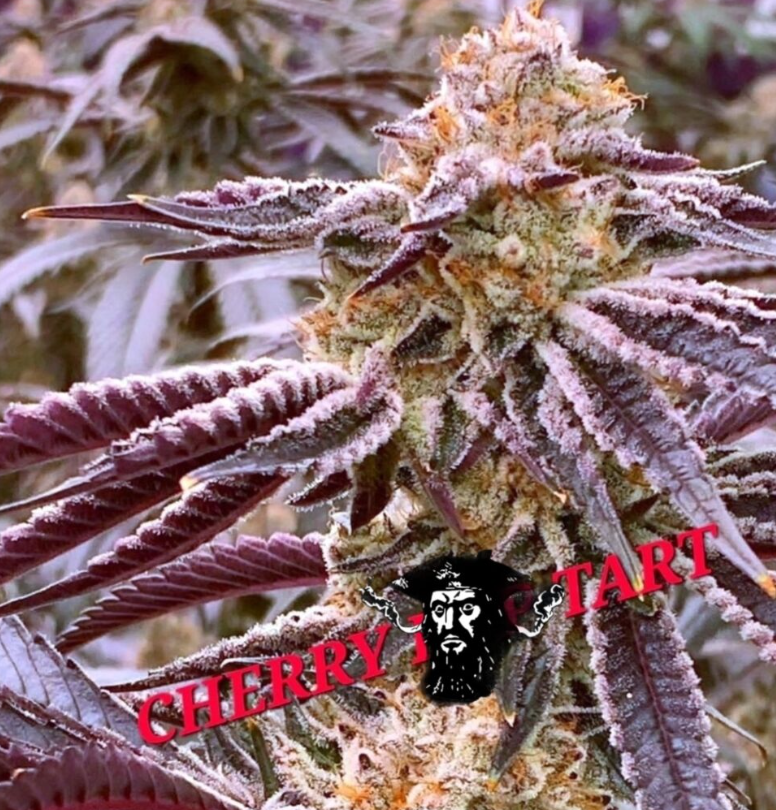 A close-up of a cannabis flower bud with dark purple leaves and frosty trichome coverage, overlaid with the red text 'CHERRY J. TART' and a small black portrait graphic.