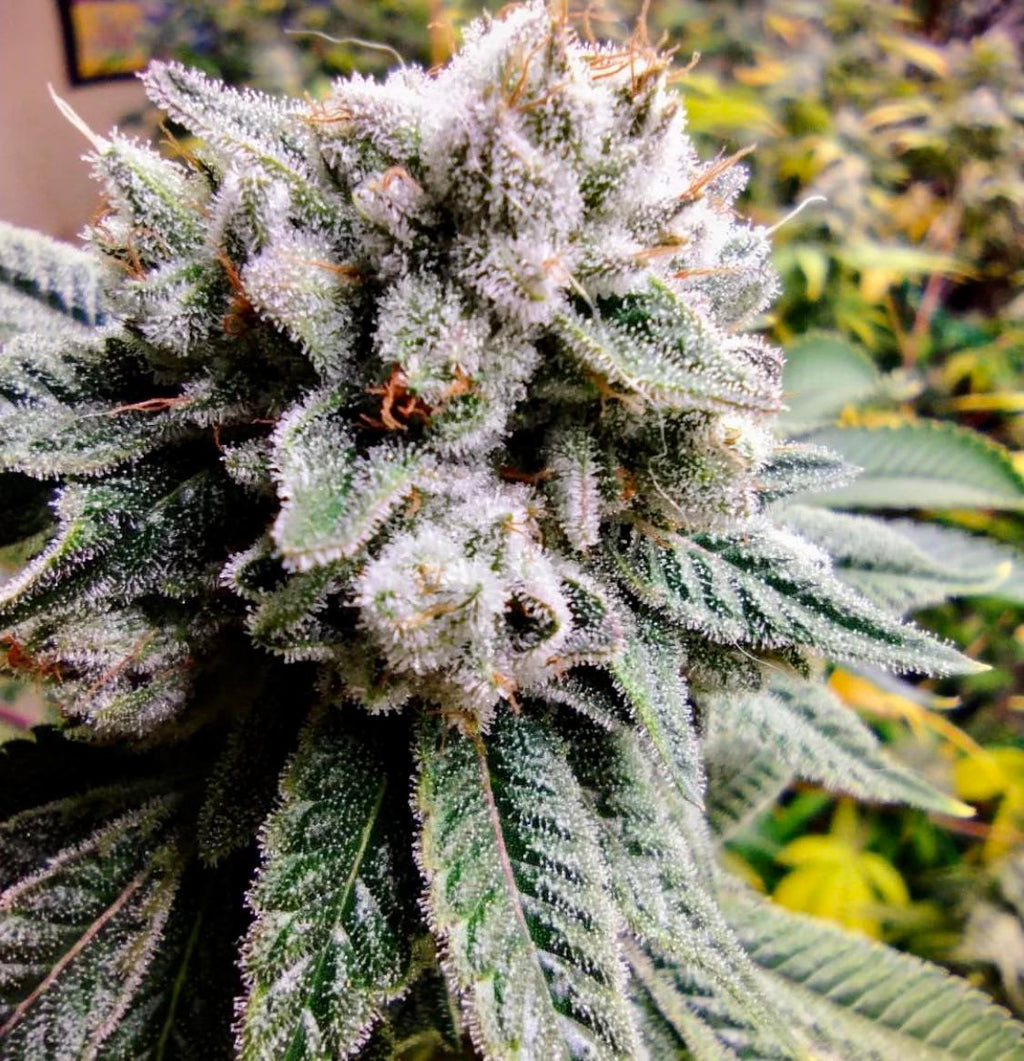 Gorilla Glue #4 Clone (Hybrid)