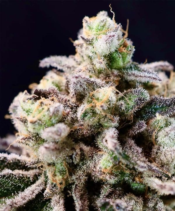 Green Apple Tangie Clone (Sativa Dominant)
