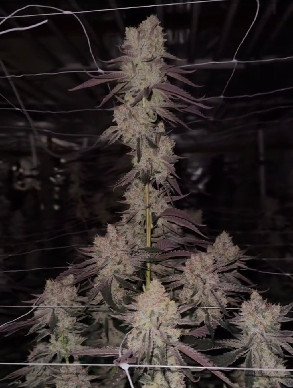 Lemon Slam Clone (Sativa Dominant)
