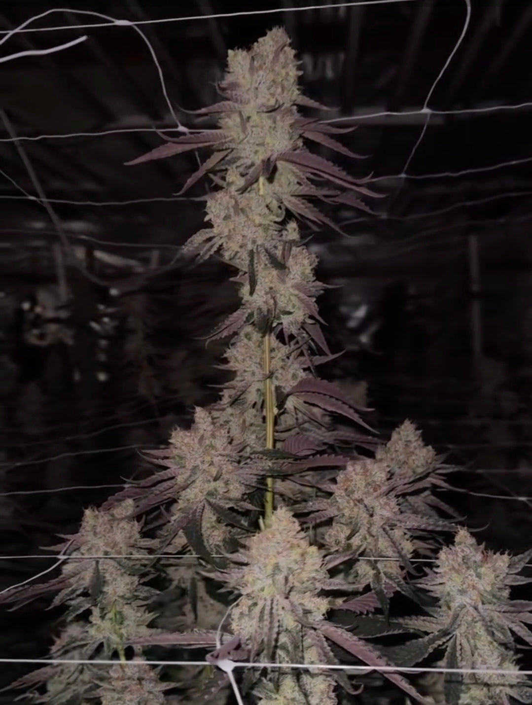 Lemon Slam Clone (Sativa Dominant)