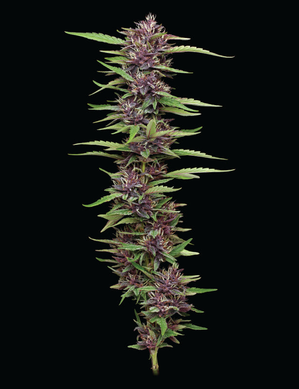 PPD Clone (Indica Dominant)