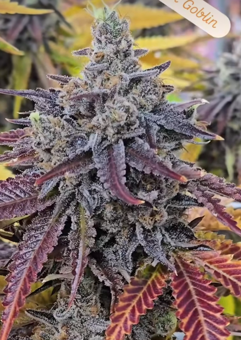 A close-up of a cannabis flower bud with frosty white trichomes, showing dark purple and reddish-brown leaves with yellow undertones. A small label tag is visible at the top right.