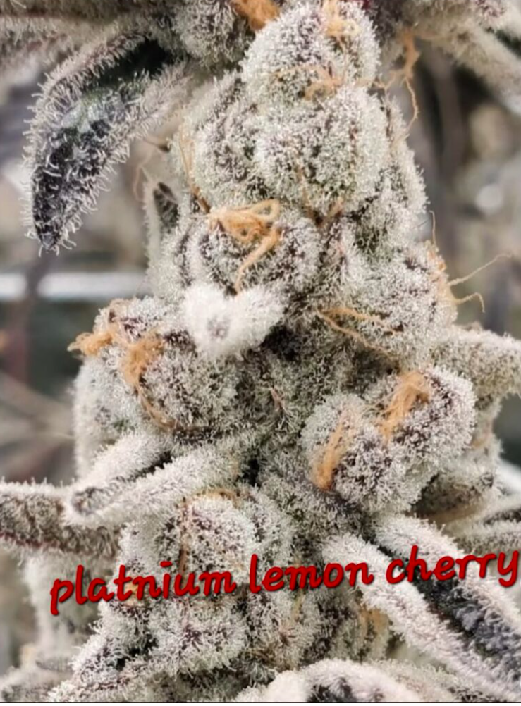 Close-up of a frost-covered cannabis bud with pale gray-white crystals and small tan areas, overlaid with red text reading 'platinum lemon cherry'.