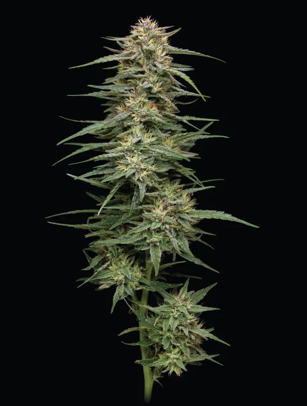 Raspberry Parfait Clone (Sativa Dominant)