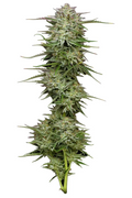 P.P.D. Autoflower