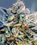 Top Gun Autoflower