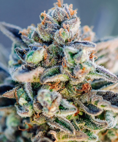 Top Gun Autoflower