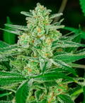 Blue Dream Autoflower