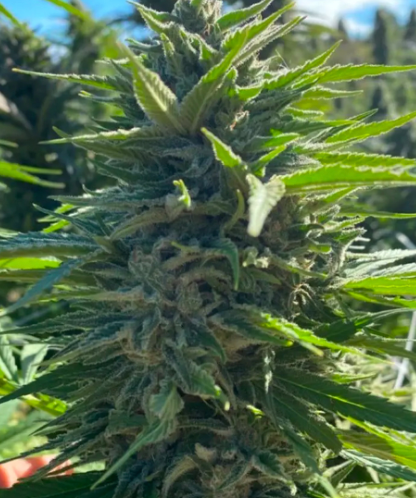 Wedding Cake Autoflower