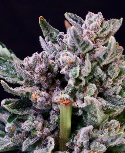 Gelato 41