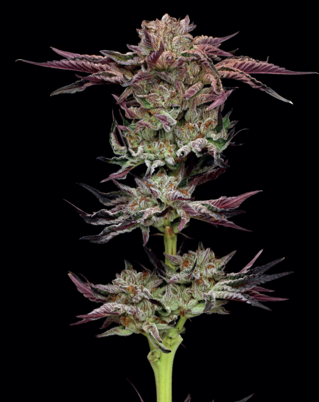 Jelly Donutz Auto