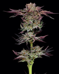 Jelly Donutz Auto