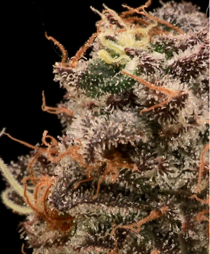 Sour Cherry Diesel