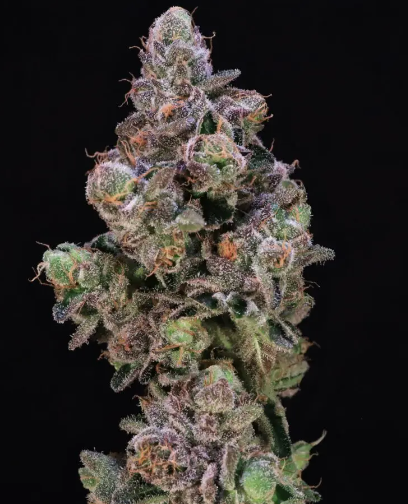 Blueberry Swirl
