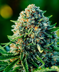 Gummibears Autoflower