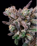 Banana Cream Sundae