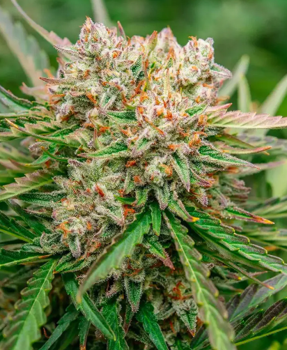 GMO OG Autoflower