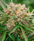 GMO OG Autoflower