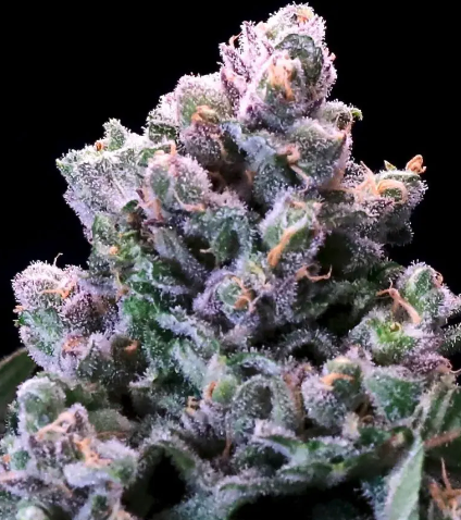 Huckleberry Pie