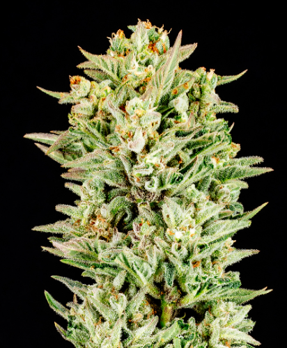 Turtle Taffy Autoflower