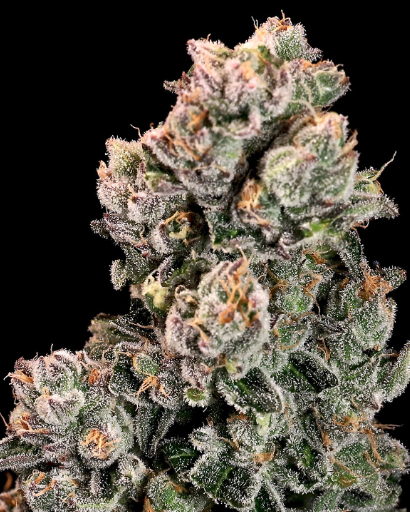 Slurpicane