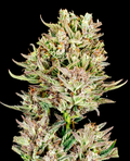 Garlic Jam Autoflower