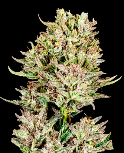 Garlic Jam Autoflower