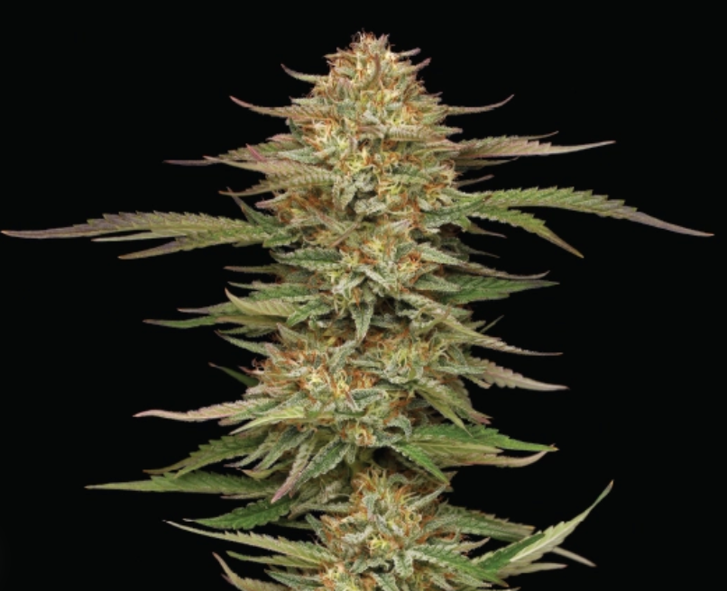 Orange Creampop