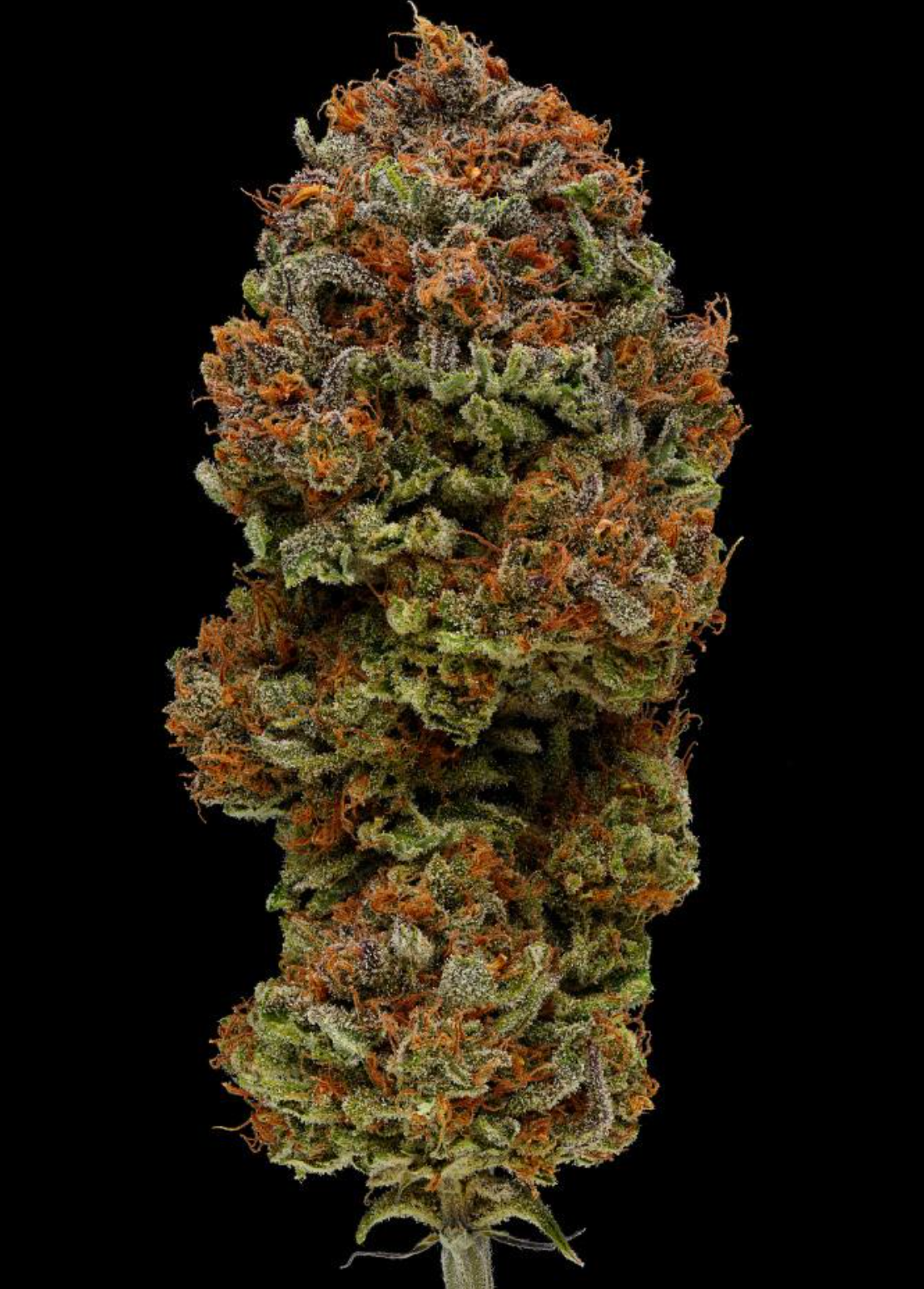 Blueberry Muffin