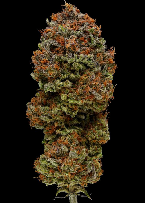 Blueberry Muffin