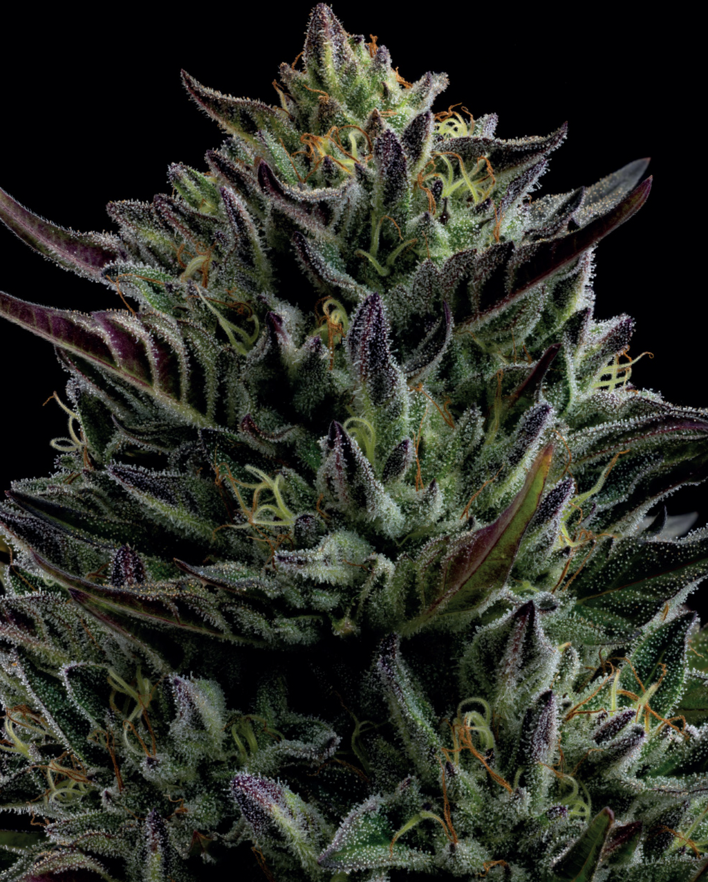 California Octane