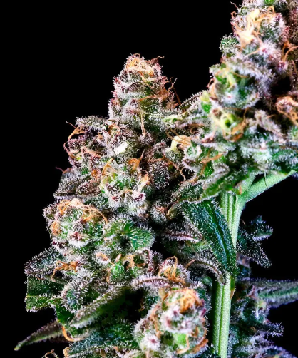 Purple Punch