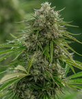 Papaya Candy