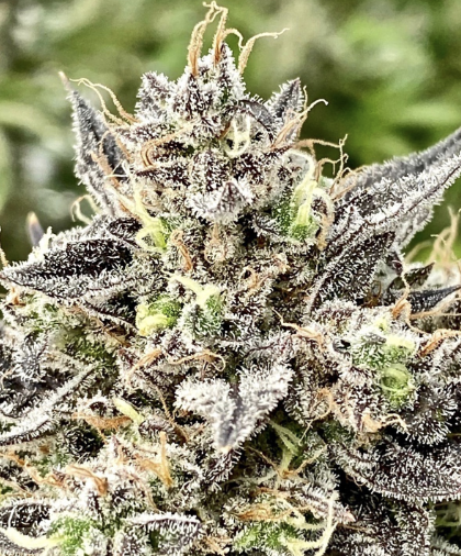 Whale Breath