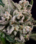 Peanut Butter Breath