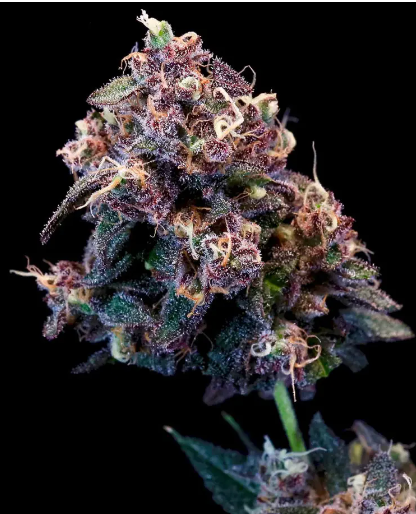 Berry Pie