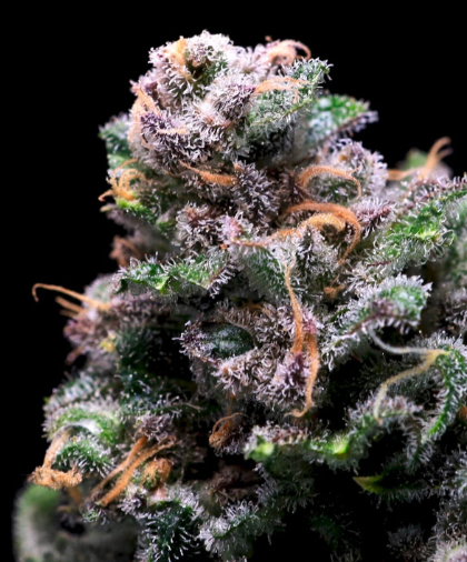 Tropical Cooler