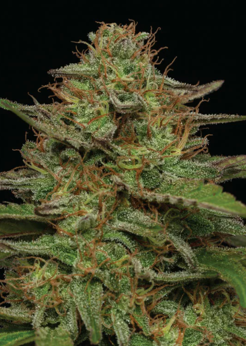 Strawberry Cheesecake Autoflower