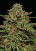 Strawberry Cheesecake Autoflower