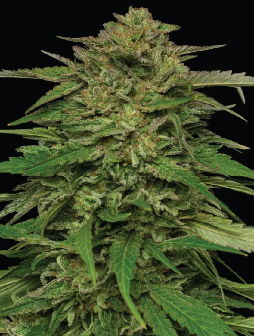 Mango Sherbert Autoflower