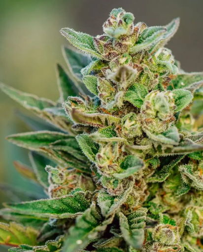 Froot By The Foot Autoflower