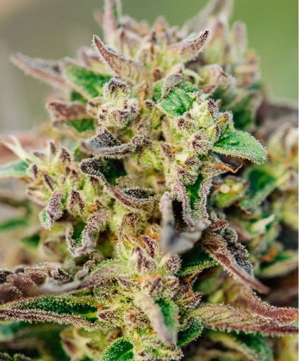 Tricross Autoflower